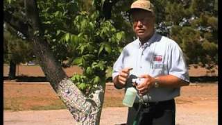 How To Add Zinc To Pecan Trees [upl. by Suolhcin]