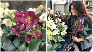 Planting Hellebores  Garden Answer [upl. by Esimehc]