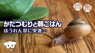 カタツムリのお散歩 〜カタツムリは高速移動体〜 🐌 [upl. by Ydiarf424]