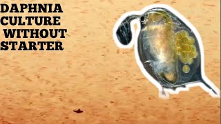 HOW TO CULTURE DAPHNIA NATURALLY WITHOUT A STARTER [upl. by Frannie141]