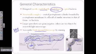 Spirochetes introductiion [upl. by Cymbre]