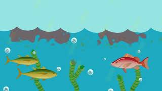 What is eutrophication [upl. by Sucerdor561]