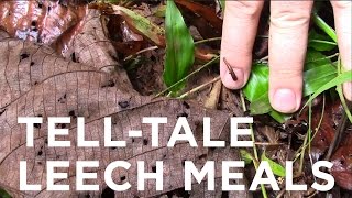 TellTale Leech Meals [upl. by Ratha]