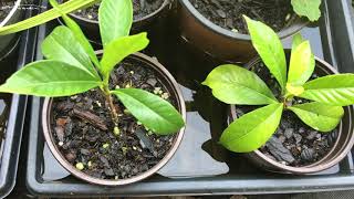 How To Propagate Gardenias The Easy Way [upl. by Leamhsi]