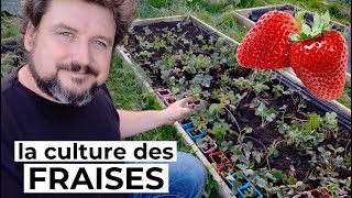 Comment cultiver les FRAISES 🍓 [upl. by Morgana547]