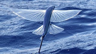 Flying fish with amazing skills to escape sea predators [upl. by Llerret]