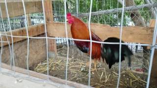 Morning feeding American gamefowl [upl. by Bridie]