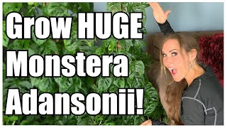 Grow Massive Monstera Adansonii  Plant Care Guide  Secrets to Awesome Monstera Adansonii [upl. by Neeleuqcaj]