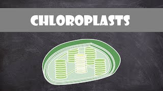 Chloroplast Structure and Function  Botany  Cell Biology [upl. by Silra]