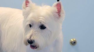 How to Groom a Westie  West Highland White Terrier  DoItYourself Dog [upl. by Lodhia]