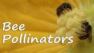 Bee Pollination  A Beautiful Natural Act [upl. by Notxam545]