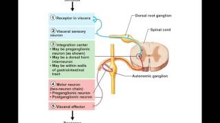 Chapter 145 Visceral Reflexes BIO201 [upl. by Dinan]