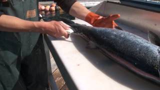 How to fillet a salmon [upl. by Albertina385]