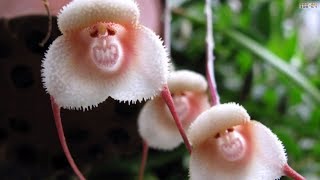 Top 10 Flowers That Look Like Animals [upl. by Oivlis221]