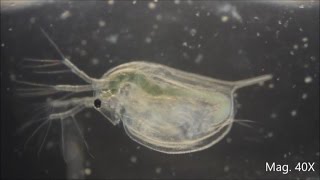 Daphnia magna under the Microscope [upl. by Major]