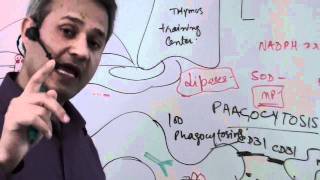 Immunology Macrophage Lecture 5 Part 610 [upl. by Morel]