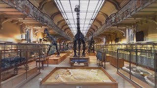 Galerie de Paléontologie  vue 3D [upl. by Ecnaralc920]