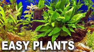 My Top 10 Easy Beginner Aquarium Plants [upl. by Errecart]