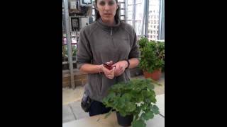 How to overwinter a Pelargoniumgeranium [upl. by Doownyl]