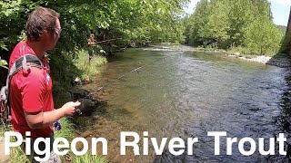 Trout Fishing Tennessees Little Pigeon River [upl. by Sarazen]