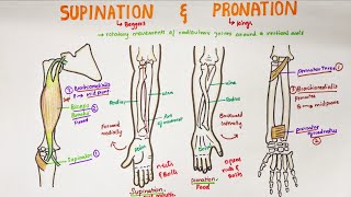 Supination and Pronation in forearm  Anatomy [upl. by Di]