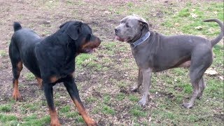 A Pesky Rottweiler Tests a Cane CorsoPit [upl. by Kazim761]