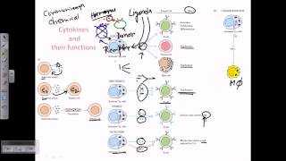 Cytokines and cytokine receptors [upl. by Anamuj]