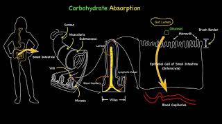 Carbohydrate Glucose Absorption [upl. by Ciardap735]