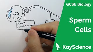 Sperm Cell Adaptations  GCSE Biology  kaysciencecom [upl. by Bravar362]