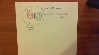 Introduction to p53 and the Response to DNA Damage Part 3 [upl. by Judah]