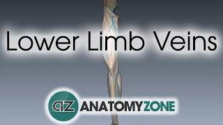 Lower Limb Veins Overview  3D Anatomy Tutorial [upl. by Ayotac393]