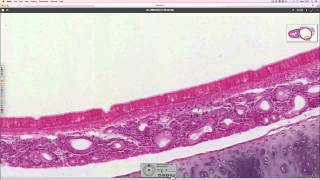 Histology of the trachea [upl. by Pascale]