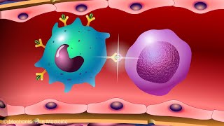 Understanding the Immune System in One Video [upl. by Griffy]