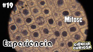 Experimento Microscopia Mitose [upl. by Harwin389]