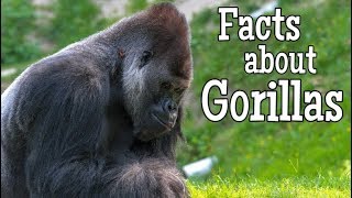 Facts about Gorillas for Kids [upl. by Oluas]