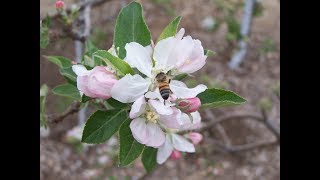 Apple Pollination [upl. by Luigino481]