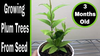 How To Grow Plum Trees From Seed 03 Months [upl. by Tound]