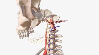 Vertebral Artery  Anatomy Branches amp Relations [upl. by Eidac866]