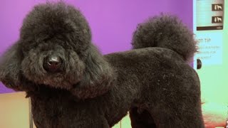 Miniature Poodle  Teddy Trim Grooming Guide  Pro Groomer [upl. by Rozalie915]