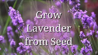 Grow Lavender from Seed [upl. by Maurene29]