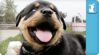 80 Seconds of Ridiculous Rottweiler Puppies [upl. by Aissenav494]