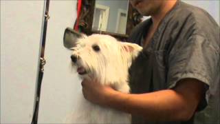 Grooming a Nervous Westie West Highland Terrier [upl. by Naaitsirhc854]