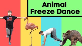 Animal Freeze Dance  Follow Along Activities for Kids [upl. by Acima]