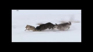 Wolves vs coyote HD [upl. by Buchalter36]