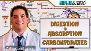 Gastrointestinal  Digestion amp Absorption of Carbohydrates [upl. by Mariquilla400]