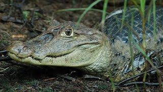 Amazing Animals of the Amazon Spectacled Caiman [upl. by Suivart]