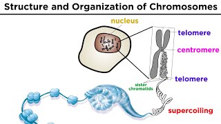 Chromosome Structure and Organization [upl. by Roselba896]