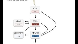 DNA damage checkpoint and p53 [upl. by Keel]