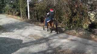 Bay Saddle Pony Riding Double [upl. by Sidney]