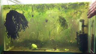 Scuds Daphnia Cherry Shrimp Copepods My aquatic food culture [upl. by Apul536]